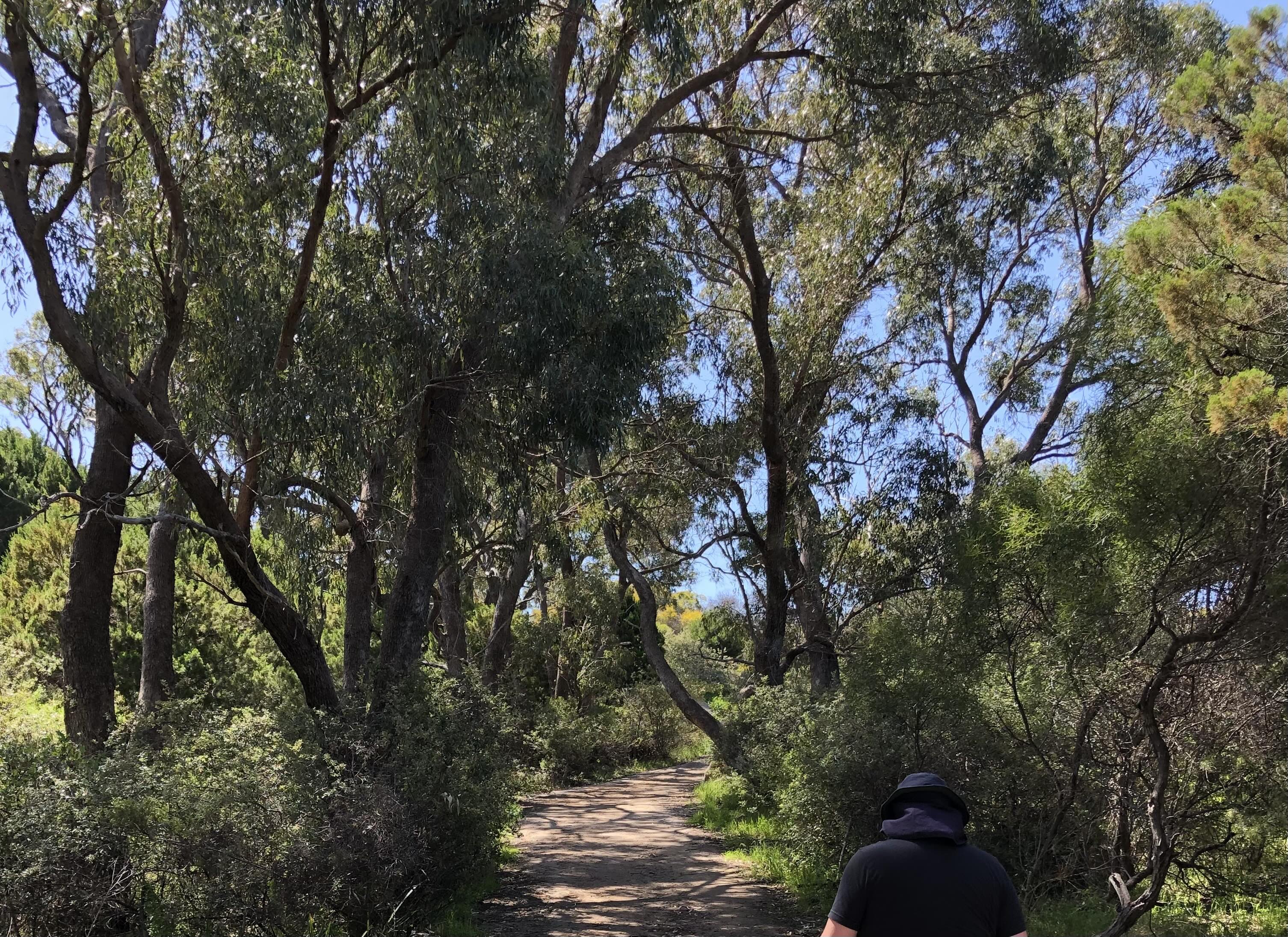 Walking in the shade of Coalseam trees